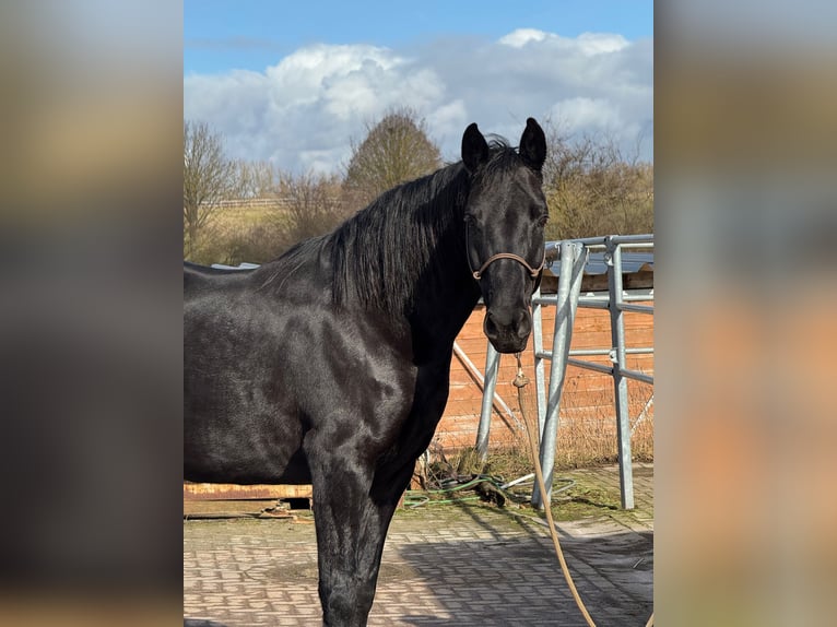 Hannoveraner Stute 11 Jahre 160 cm Rappe in Osterode am Harz