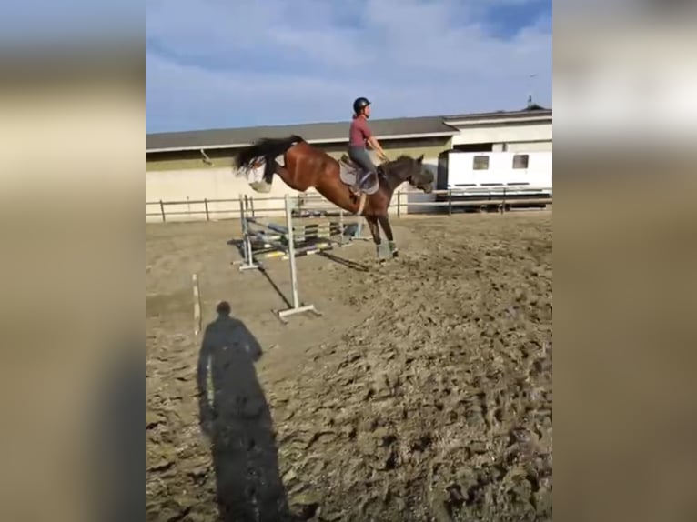 Hannoveraner Stute 11 Jahre 162 cm Brauner in Mansuè