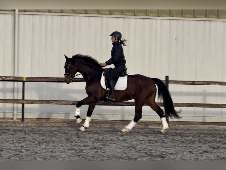 Hannoveraner Stute 11 Jahre 162 cm Brauner in Mansuè