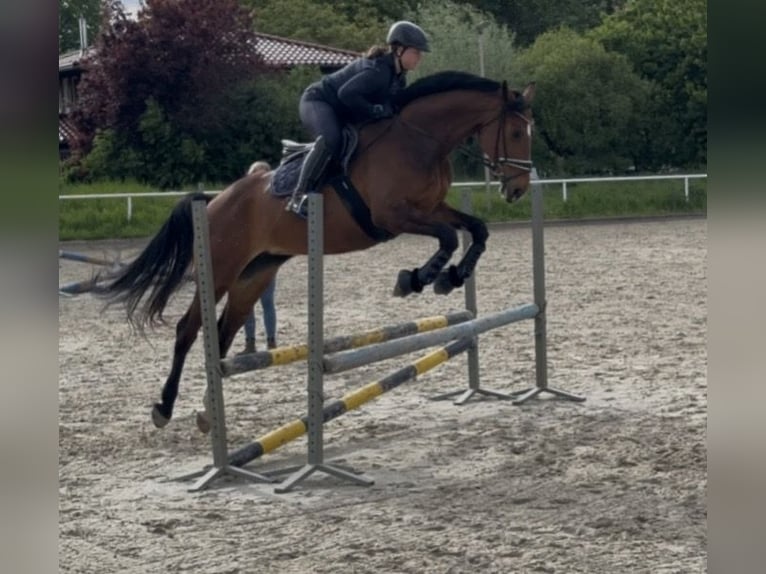 Hannoveraner Stute 11 Jahre 163 cm Brauner in Uetze