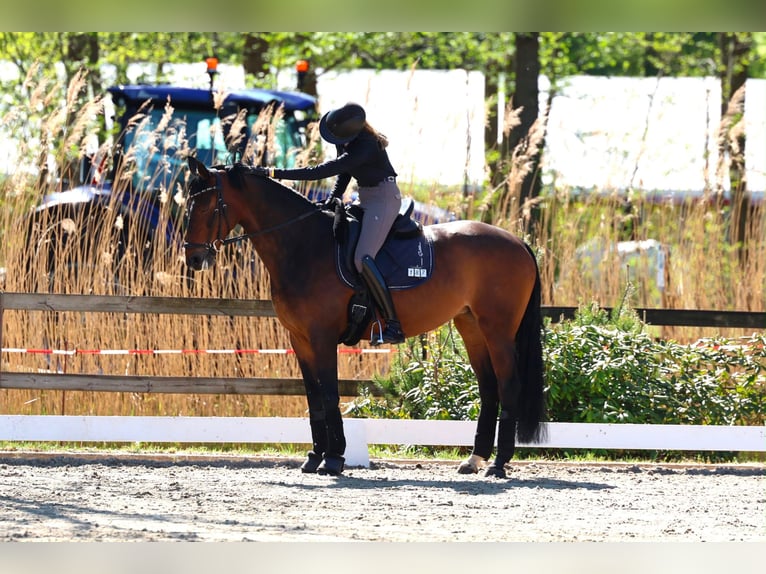 Hannoveraner Stute 11 Jahre 163 cm Dunkelbrauner in Bremen