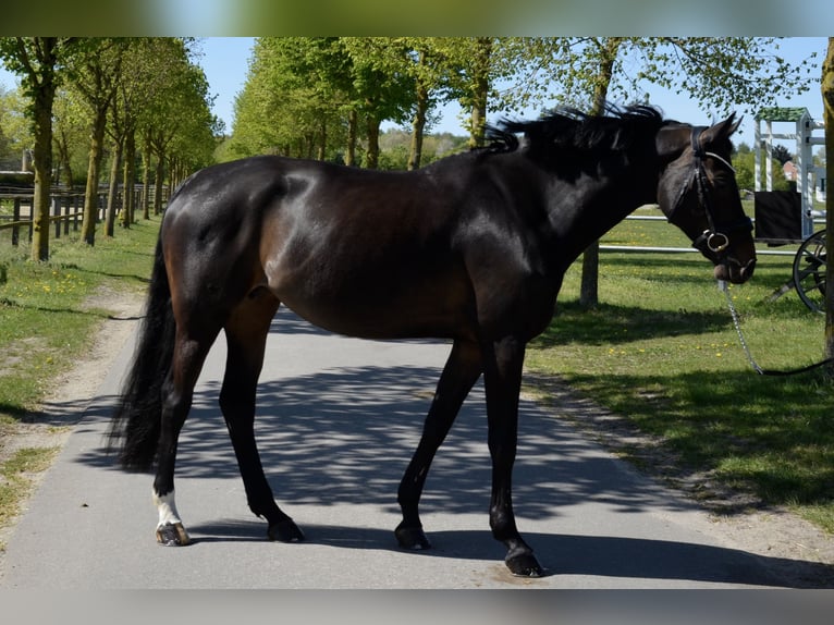 Hannoveraner Stute 11 Jahre 163 cm Dunkelbrauner in Vechta