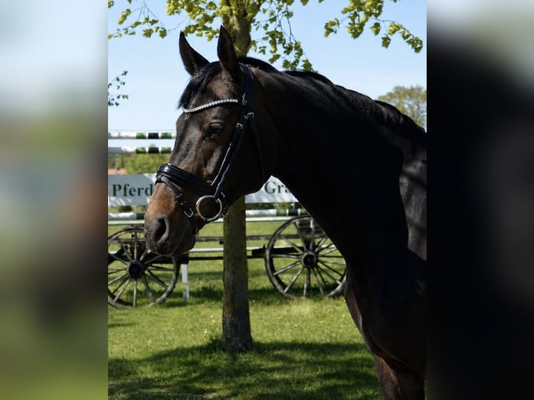 Hannoveraner Stute 11 Jahre 163 cm Dunkelbrauner in Vechta
