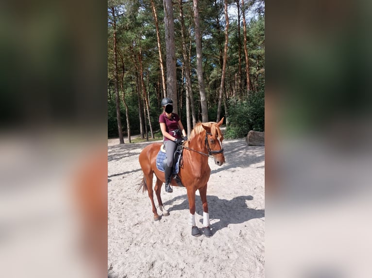 Hannoveraner Stute 11 Jahre 163 cm Fuchs in Mettingen
