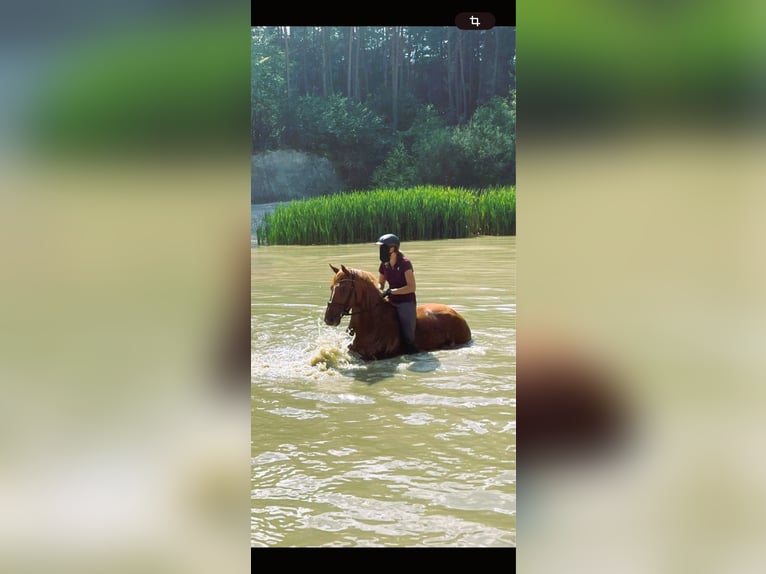 Hannoveraner Stute 11 Jahre 163 cm Fuchs in Mettingen