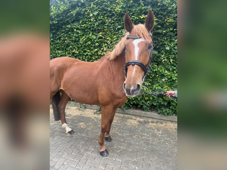 Hannoveraner Stute 11 Jahre 163 cm Fuchs in Mettingen