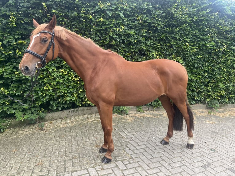 Hannoveraner Stute 11 Jahre 163 cm Fuchs in Mettingen