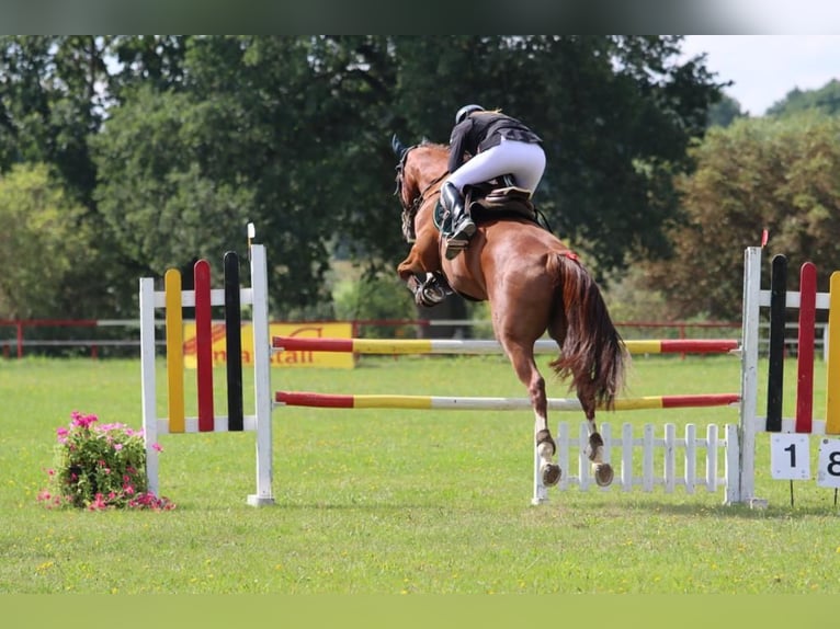 Hannoveraner Stute 11 Jahre 163 cm Fuchs in Röbel