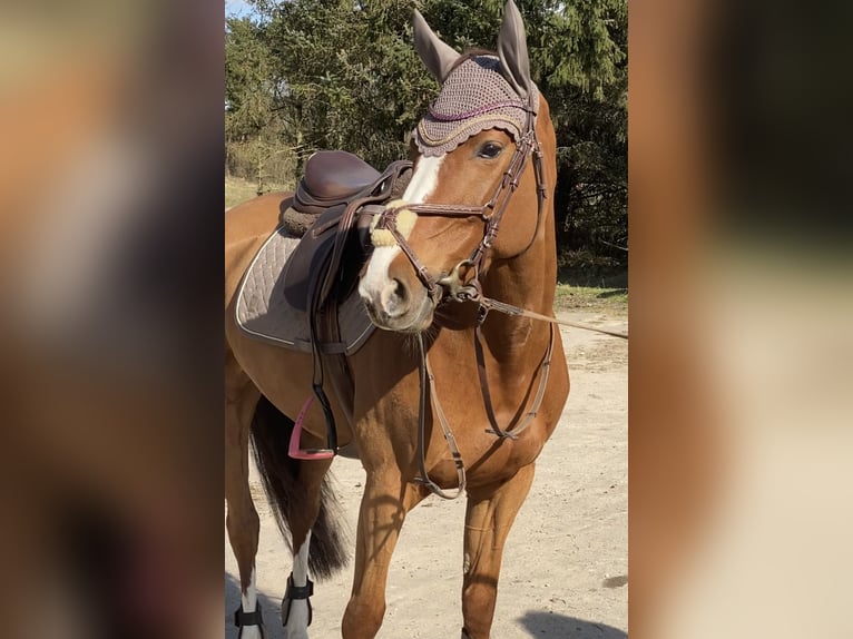 Hannoveraner Stute 11 Jahre 163 cm Fuchs in Röbel