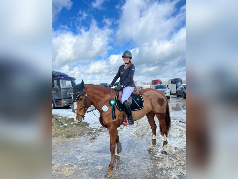 Hannoveraner Stute 11 Jahre 163 cm Fuchs in Röbel