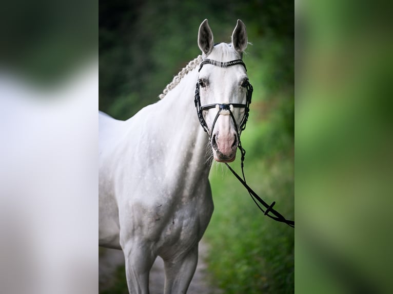 Hannoveraner Stute 11 Jahre 163 cm Schimmel in Obfelden