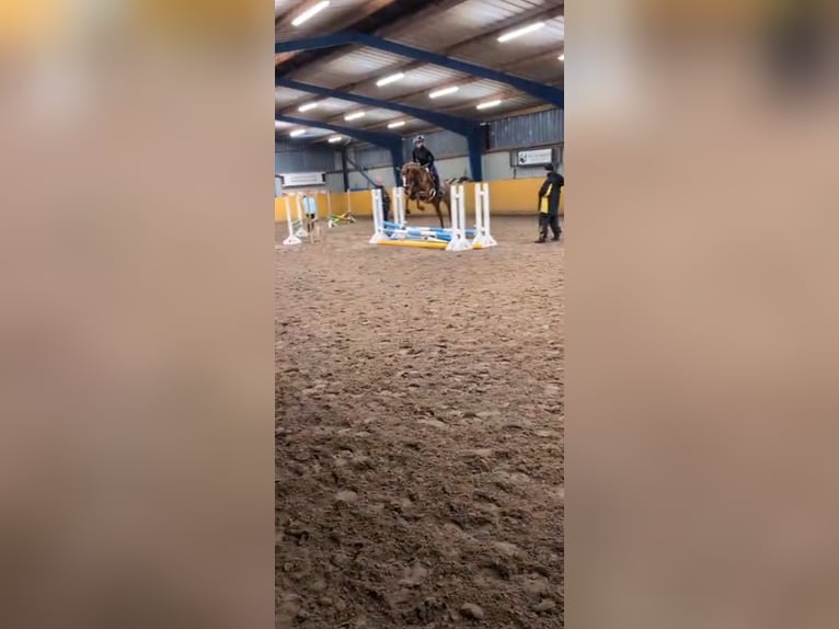 Hannoveraner Stute 11 Jahre 164 cm Dunkelfuchs in Gifhorn