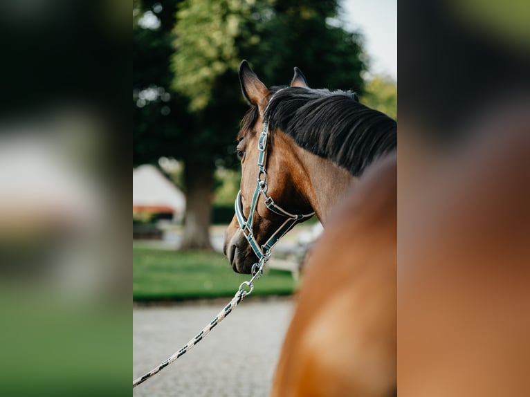 Hannoveraner Stute 11 Jahre 165 cm Brauner in Lage