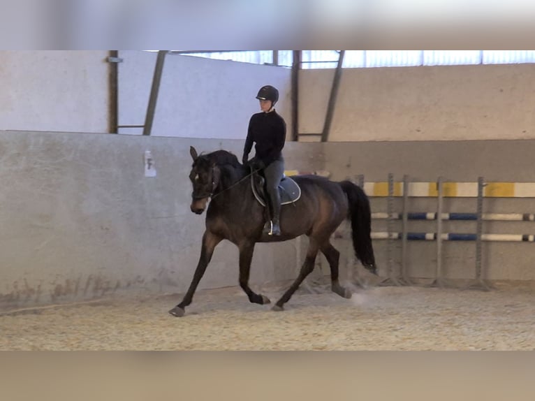 Hannoveraner Stute 11 Jahre 165 cm Brauner in R&#xFC;dersdorf bei Berlin