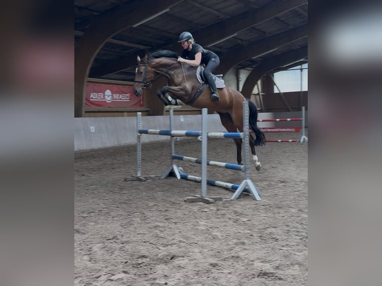 Hannoveraner Stute 11 Jahre 165 cm Brauner in Schenklengsfeld