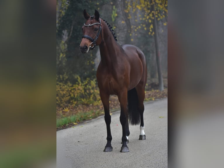 Hannoveraner Stute 11 Jahre 165 cm Dunkelbrauner in Grieselstein
