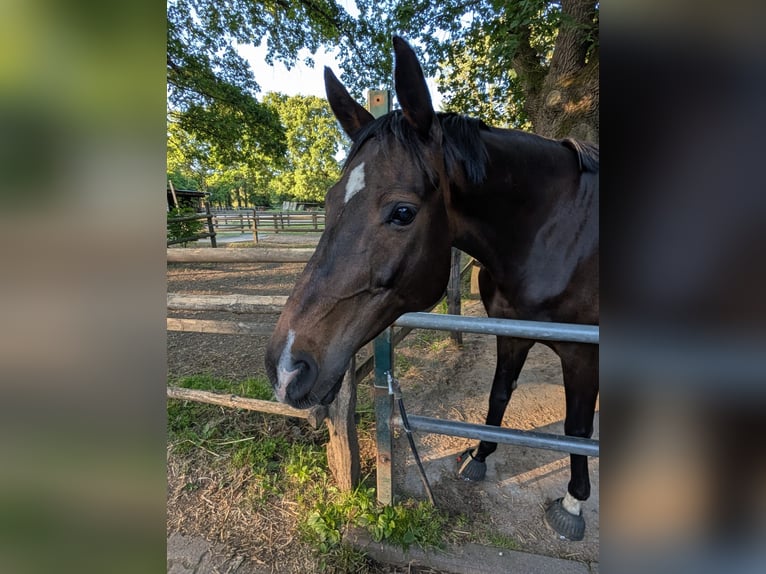 Hannoveraner Stute 11 Jahre 165 cm Dunkelbrauner in Witzhave