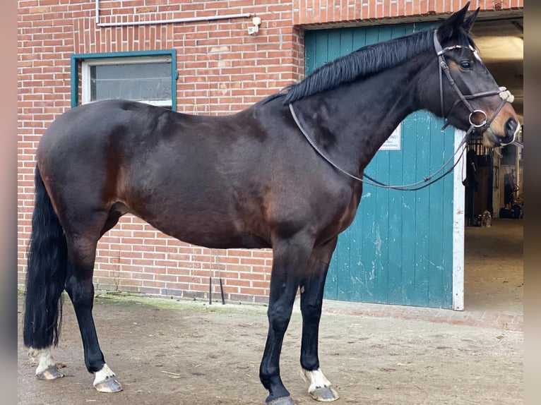 Hannoveraner Stute 11 Jahre 165 cm Dunkelbrauner in Hatten