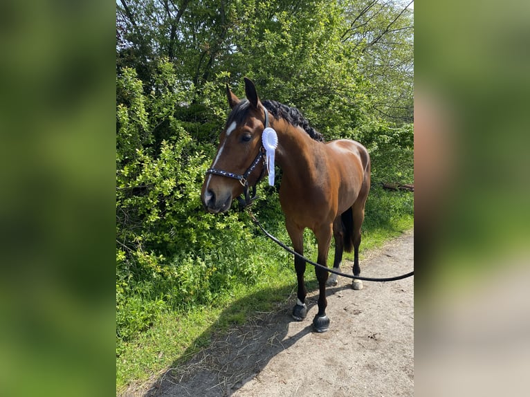 Hannoveraner Stute 11 Jahre 165 cm Dunkelbrauner in Hatten