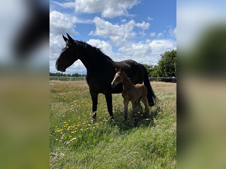 Hannoveraner Stute 11 Jahre 165 cm Dunkelbrauner in Hatten