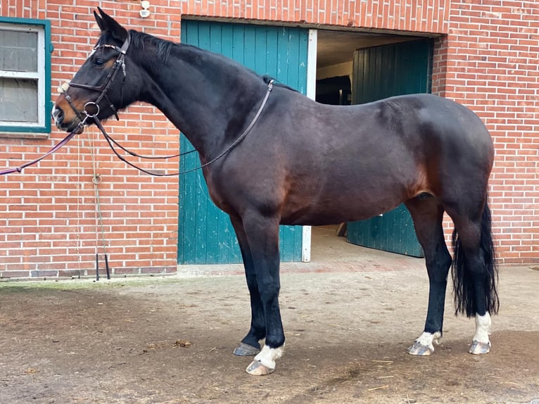 Hannoveraner Stute 11 Jahre 165 cm Dunkelbrauner in Hatten