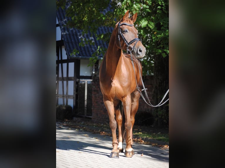 Hannoveraner Stute 11 Jahre 165 cm Dunkelfuchs in Eydelstedt