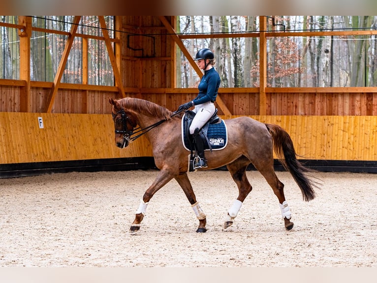 Hannoveraner Stute 11 Jahre 165 cm Dunkelfuchs in Eydelstedt