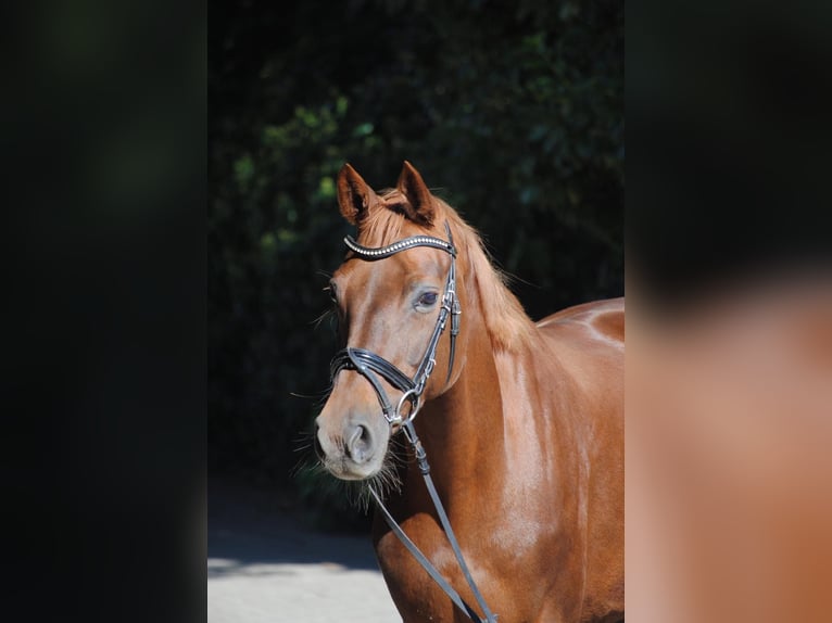 Hannoveraner Stute 11 Jahre 165 cm Dunkelfuchs in Eydelstedt