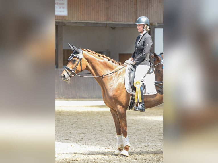 Hannoveraner Stute 11 Jahre 165 cm Dunkelfuchs in Eydelstedt