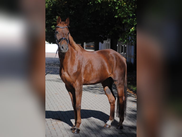 Hannoveraner Stute 11 Jahre 165 cm Dunkelfuchs in Eydelstedt