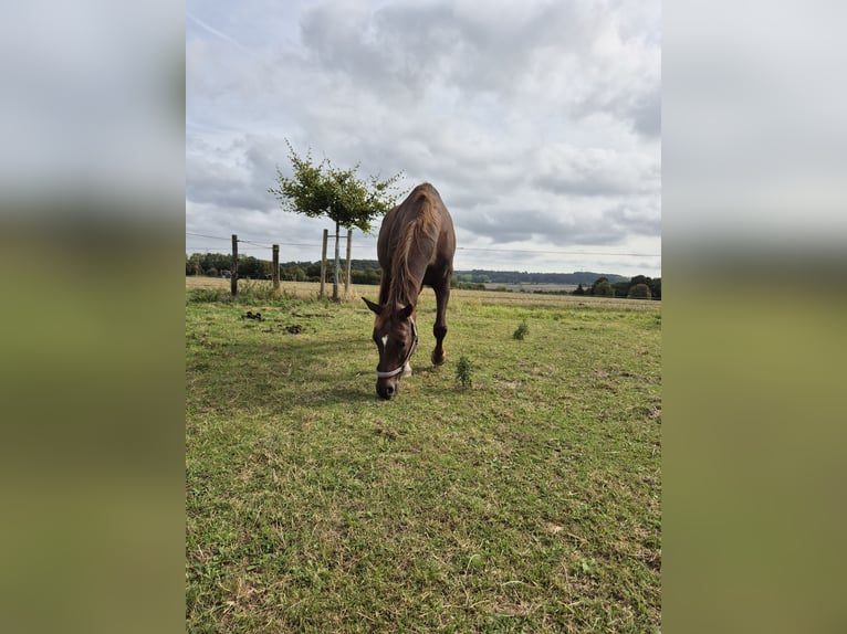 Hannoveraner Stute 11 Jahre 165 cm Fuchs in Iserlohn