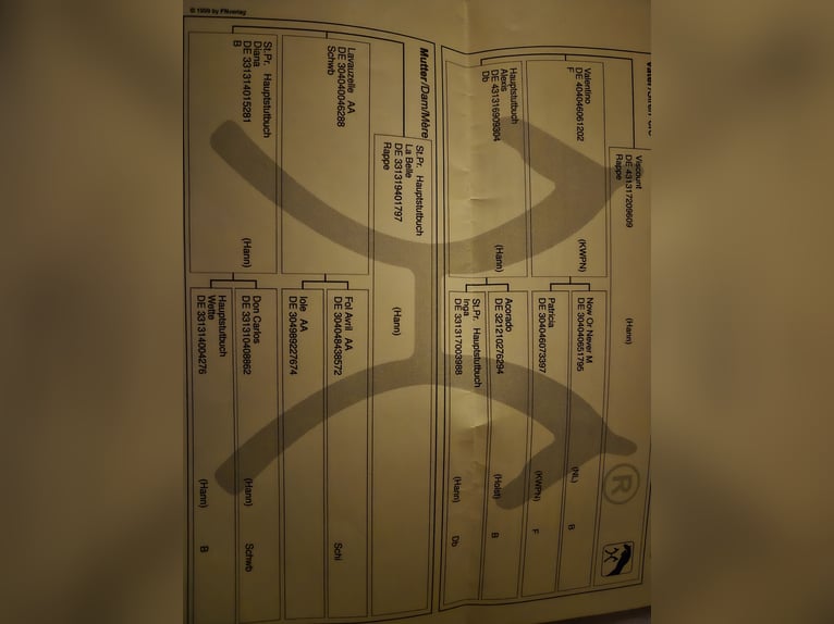Hannoveraner Stute 11 Jahre 165 cm Fuchs in Iserlohn