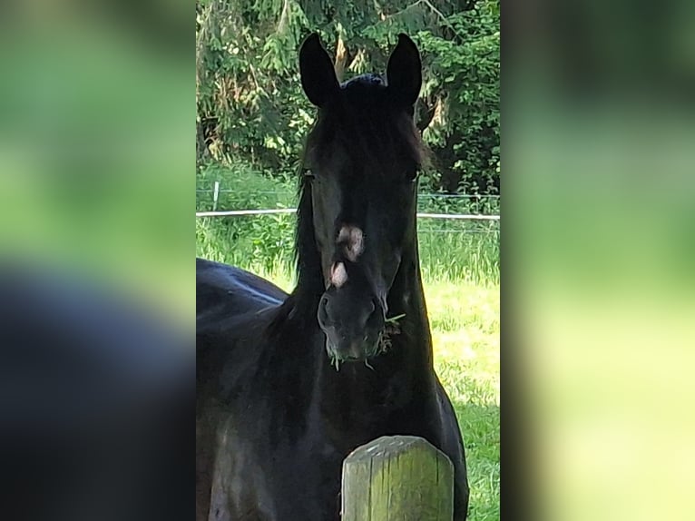 Hannoveraner Stute 11 Jahre 165 cm Rappe in Unna
