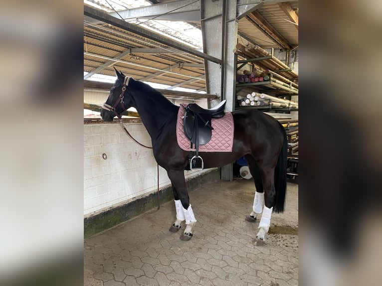 Hannoveraner Stute 11 Jahre 165 cm Rappe in Ehra-Lessien