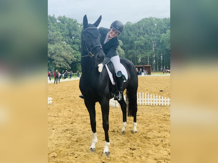 Hannoveraner Stute 11 Jahre 165 cm Rappe in Ehra-Lessien