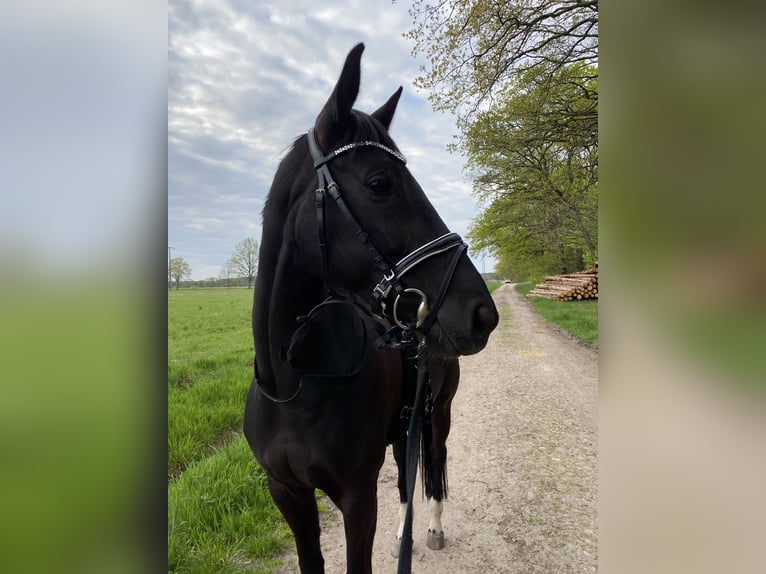 Hannoveraner Stute 11 Jahre 165 cm Rappe in Ehra-Lessien
