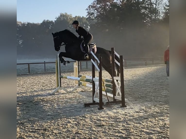 Hannoveraner Stute 11 Jahre 165 cm Rappe in Ehra-Lessien