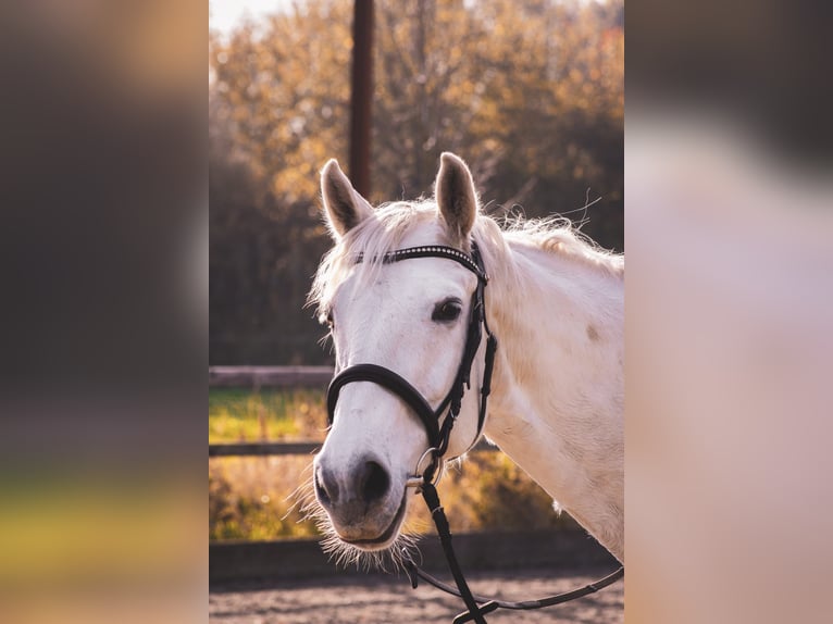 Hannoveraner Stute 11 Jahre 165 cm Schimmel in Sommerland