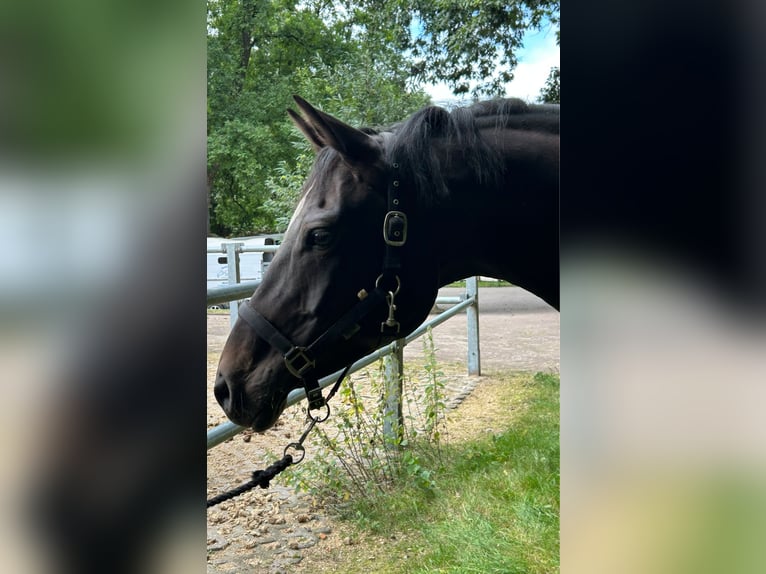 Hannoveraner Stute 11 Jahre 166 cm Dunkelbrauner in Elmlohe