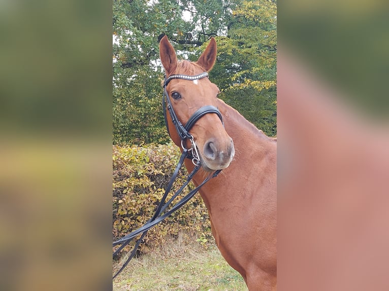 Hannoveraner Stute 11 Jahre 166 cm Fuchs in Heidgraben