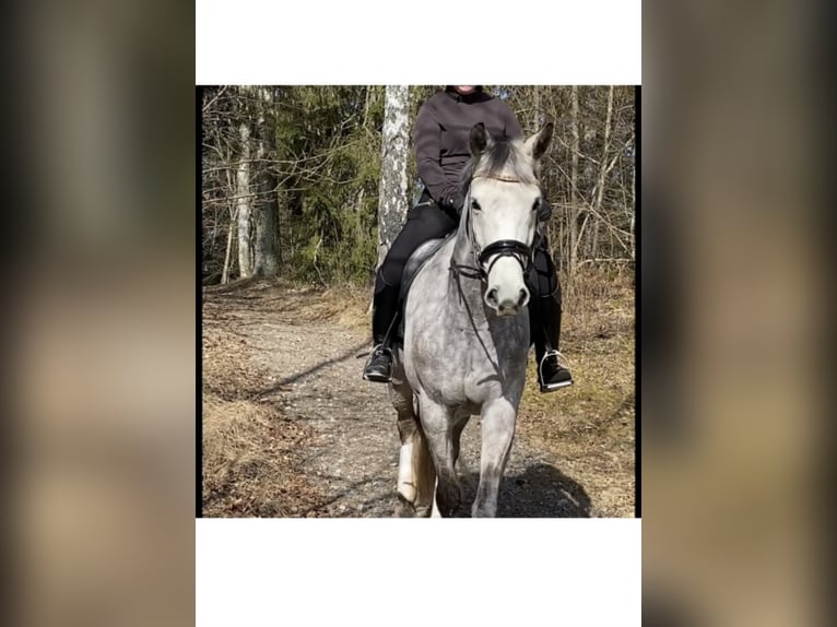 Hannoveraner Stute 11 Jahre 166 cm Schimmel in Sigtuna