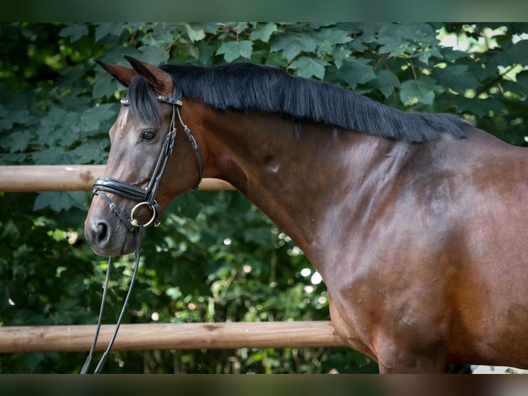 Hannoveraner Stute 11 Jahre 167 cm Brauner in Wuppertal