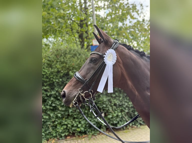 Hannoveraner Stute 11 Jahre 167 cm Brauner in Wuppertal