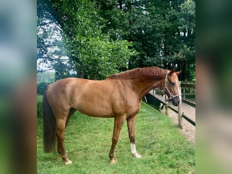 Hannoveraner Stute 11 Jahre 167 cm Fuchs in Köthel