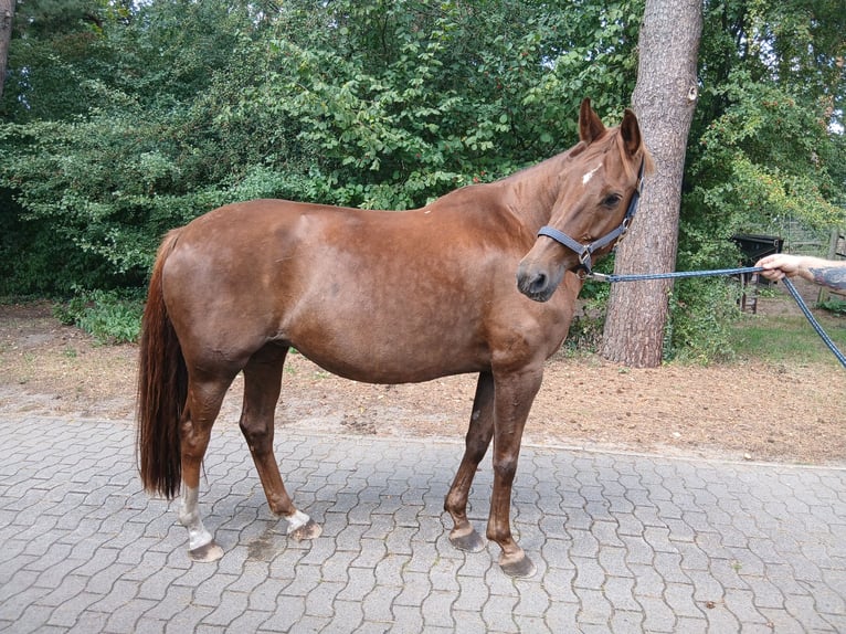 Hannoveraner Stute 11 Jahre 167 cm Fuchs in Barenburg