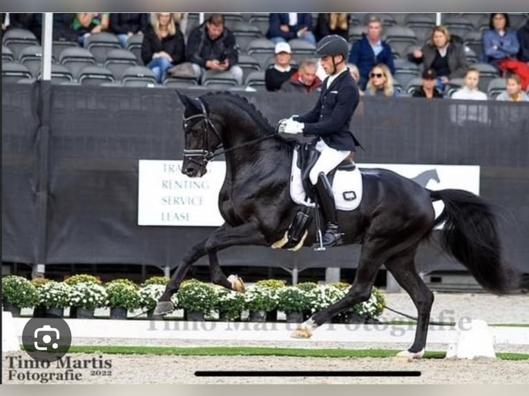 Hannoveraner Stute 11 Jahre 167 cm Fuchs in Barenburg