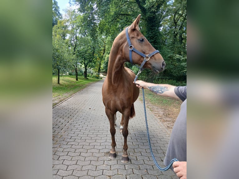 Hannoveraner Stute 11 Jahre 167 cm Fuchs in Barenburg