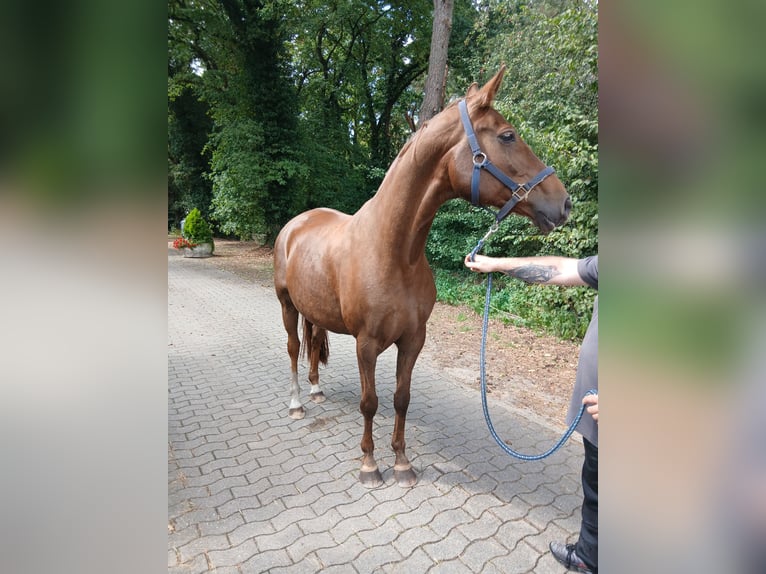 Hannoveraner Stute 11 Jahre 167 cm Fuchs in Barenburg