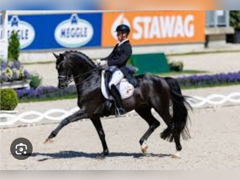 Hannoveraner Stute 11 Jahre 167 cm Fuchs in Barenburg