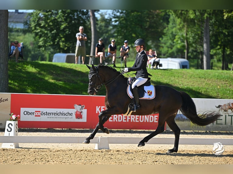 Hannoveraner Stute 11 Jahre 167 cm Rappe in Bad Tatzmannsdorf